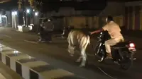 Seekor sapi kurban di Kota Medan, Sumatera Utara (Sumut) mengamuk