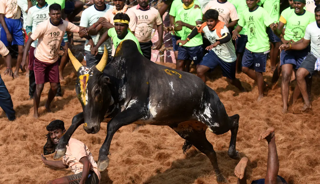 Sejumlah pria berusaha memegang banteng dalam Festival Jallikattu di Desa Palamedu, India, Kamis (9/2). Dalam Festival Jallikattu, pemenangnya adalah siapa yang bisa memegang banteng yang berlari selama 15-20 meter. (AFP PHOTO / ARUN Sankar)