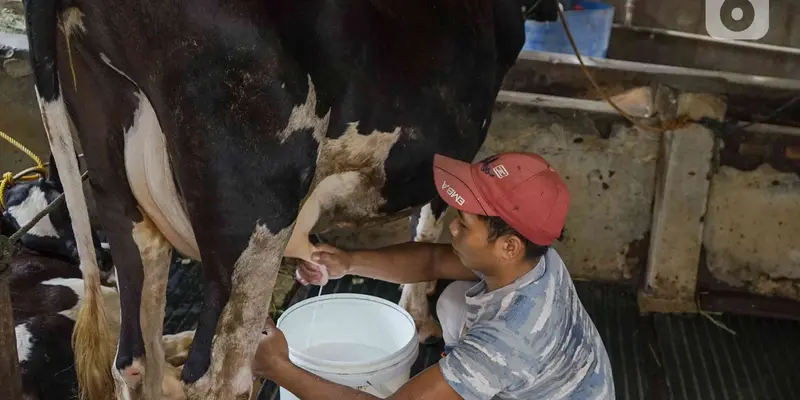 Produksi Susu Sapi Perah di Jakarta Tidak Terpengaruh PMK