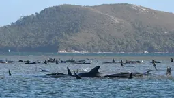 Kawanan paus pilot yang terdampar di perairan Pelabuhan Macquarie, Tasmania, Australia (21/09/2020). Ahli biologi kelautan merencanakan penyelamatan sekitar 270 paus pilot yang terjebak di gundukan pasir di lepas pantai barat terpencil Tasmania tersebut. (AFP/Pool)