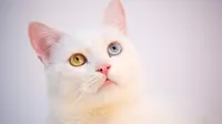 Kucing Anggora asli berasal dari Turki, dan diambil dari nama Kota Ankara.