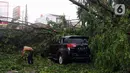 Seorang pria membersihkan dahan pohon tumbang yang menimpa mobil di Kota Tangerang, Banten, Kamis (23/12/2021). Puluhan pohon dan gapura tumbang akibat terjangan angin kencang saat hujan lebat melanda Kota Tangerang. (Liputan6.com/Angga Yuniar)