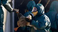 Pekerja membawa bebek untuk dimasukan ke dalam tempat sampah berisi gas beracun di peternakan unggas di Latrille, Prancis, (6/1). Pemusnahan besar-besaran ini dilakukan di tiga daerah yang paling terpengaruh oleh wabah flu burung. (AP Photo/Bob Edme)