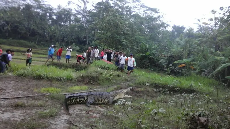 Dari Mana Asal Buaya 4 Meter yang Muncul di Sawah Warga Kebumen?