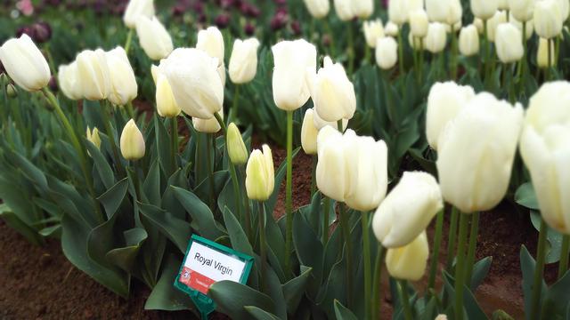 Di Balik Rahasia Keindahan Bunga Tulip Australia Global Liputan6 Com