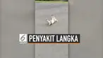 Peter tiba-tiba akan terbujur kaku dan terjatuh ketika dirinya sedang merasa senang atau takut. Ia disebut memiliki permasalahan syaraf yang membuatnya terjatuh secara tiba-tiba.