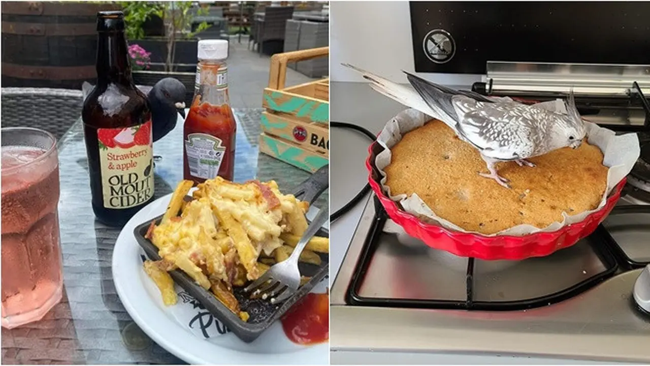 7 Potret Burung Curi Makanan Manusia Ini Kocak, Diam-Diam Tetap Ketahuan