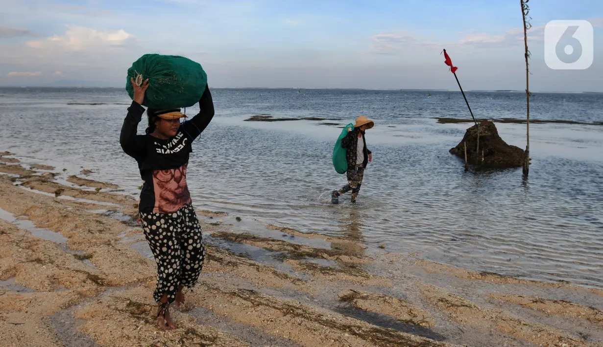 <p>Warga Desa Adat Peminge mengumpulkan lepasan rumput laut di kawasan Pantai Geger Mulya, Nusa Dua, Bali, Selasa (3/5/2022). Rumput laut kering dijual dengan harga Rp 5.000/kg atau pendapatan rata-rata sehari mereka hanya Rp 20 ribu. (merdeka.com/Arie Basuki)</p>