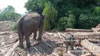 4 Gajah Sumatera PLG Saree Dikerahkan untuk Selamatkan Korban Banjir Bandang Aceh, Bagaimana Jaminan Kesejahteraannya?