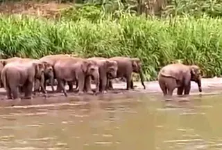 Gajah liar di Lampung (Foto: Ardi Munthe/Liputan6.com)