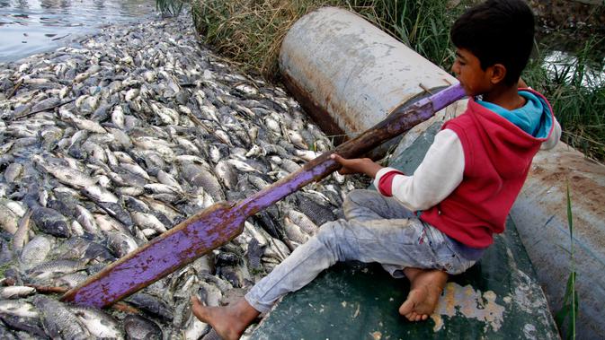 Seorang anak membantu membersihkan ikan yang mati mengapung di Sungai Eufrat dekat kota Sadat al Hindiya, Jumat (2/11). Para nelayan Irak di selatan Baghdad menemukan ribuan ikan mas yang diternak di pinggiran sungai mati misterius. (Haidar HAMDANI/AFP)