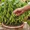 Cara Menanam Edamame di Rumah dalam Pot, Mudah dan Praktis