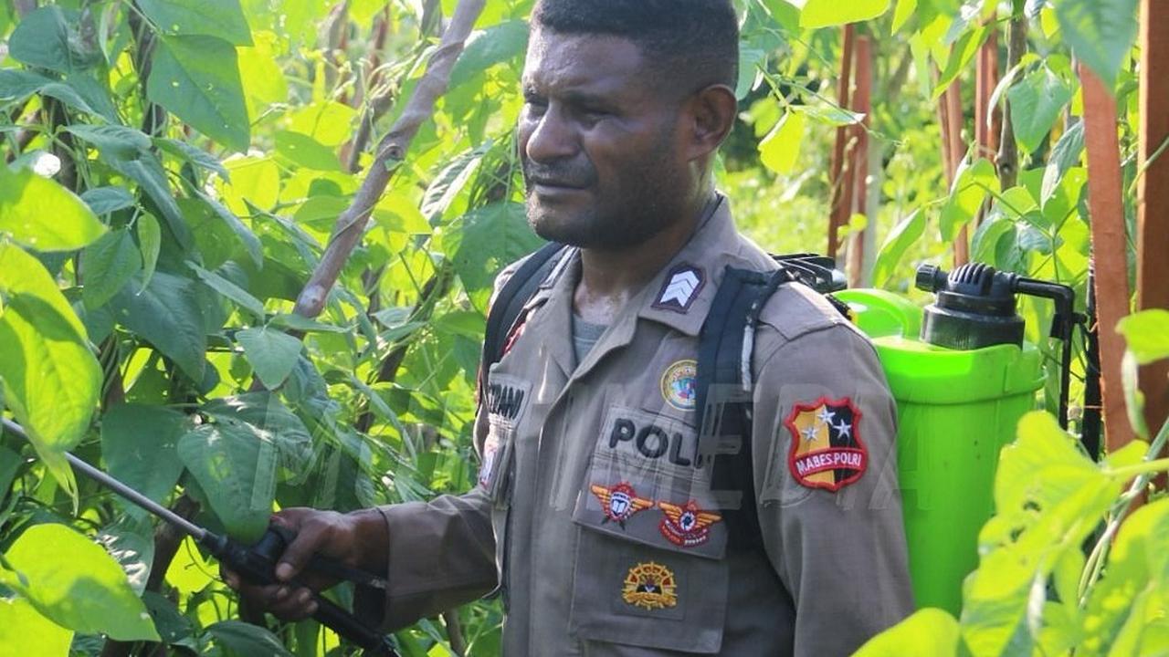 Brigpol Viktor Merani Menanam Berbagai Jenis Tanaman Pangan di Papua