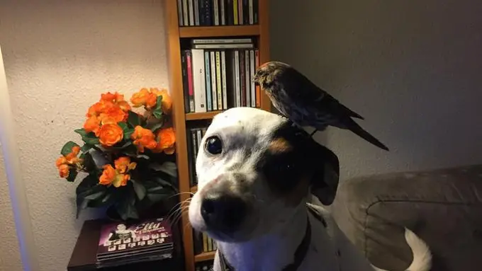 [Bintang] Kisah Balas Budi Burung pada Anjing yang Menyentuh Hati