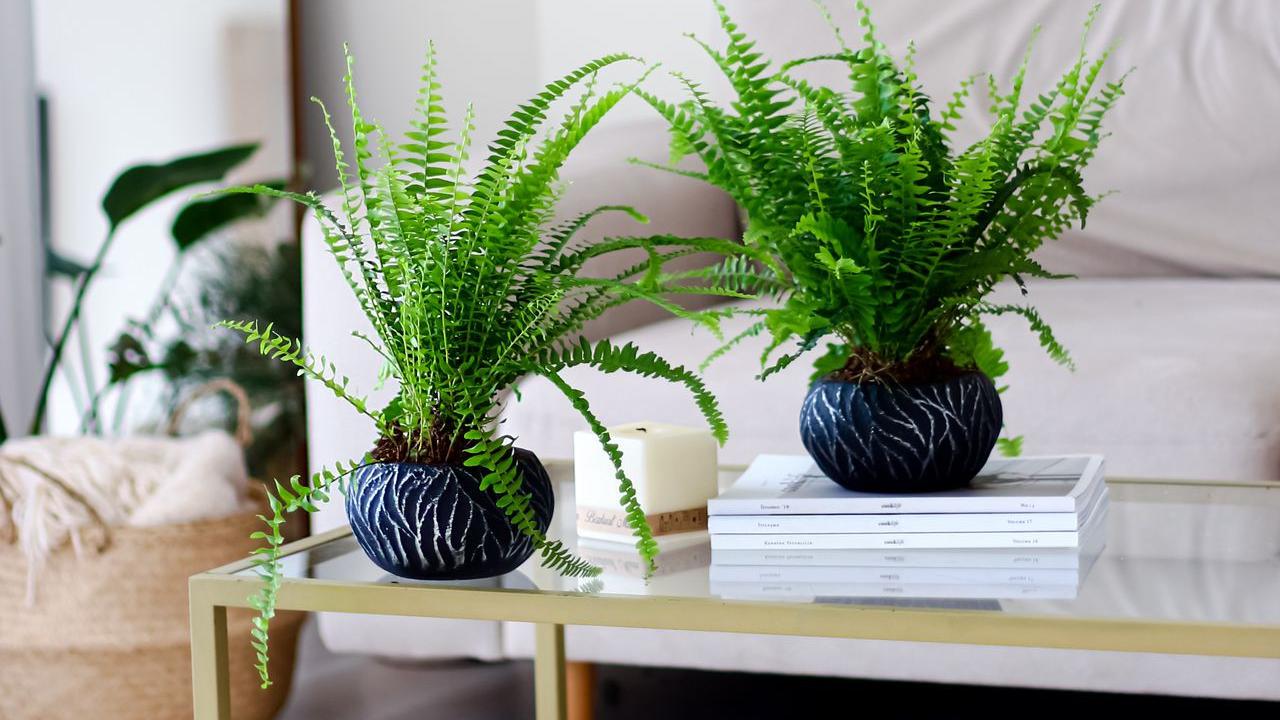9 Tanaman Hias dengan Daun Keriting yang Punya Tampilan Unik, Cocok untuk Mempercantik Rumah