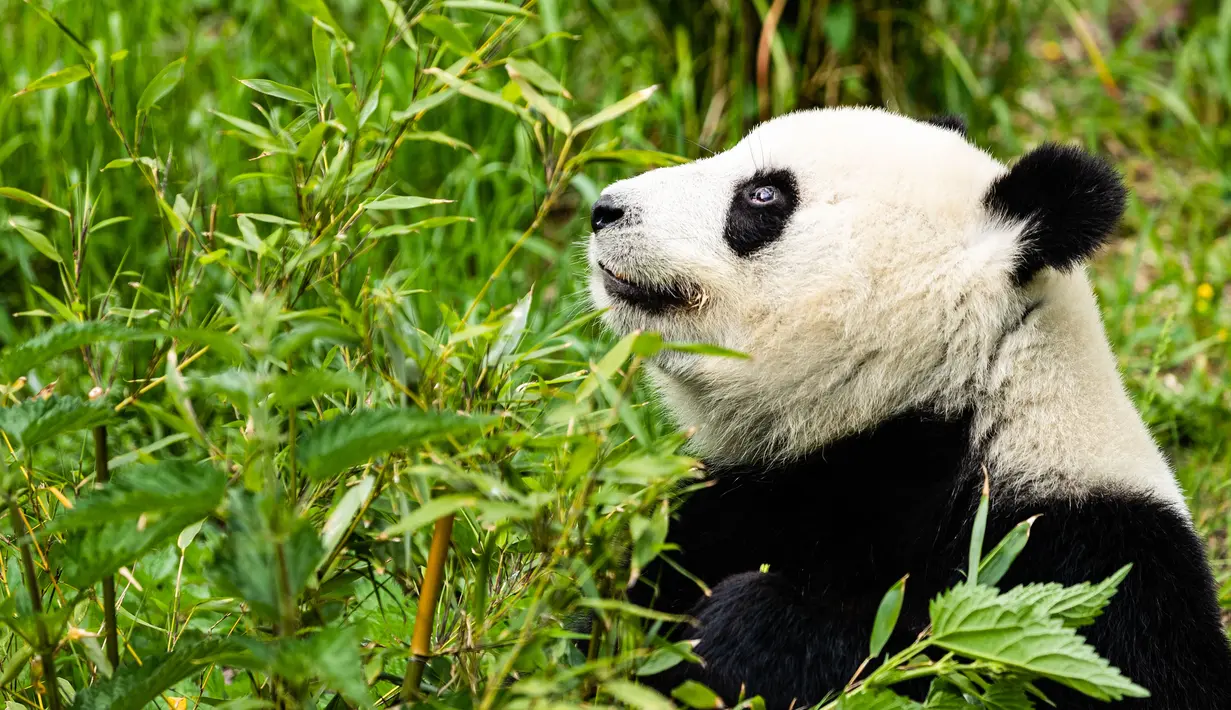 Panda raksasa "Meng Meng" terlihat di Kebun Binatang Berlin di Berlin, ibu kota Jerman, pada 28 Mei 2020. Panda "Meng Meng" dan "Jiao Qing" dari China beserta anak kembar mereka "Meng Xiang" dan "Meng Yuan" telah menarik banyak pengunjung meskipun pembatasan masih berlaku. (Xinhua/Binh Truong)