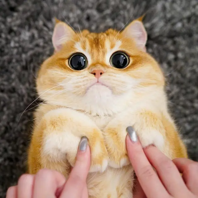 7 Potret Menggemaskan Pisco, Kucing yang Mirip Puss in Boots