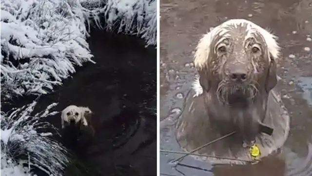 7 Potret Kocak Anjing Habis Bermain Lumpur, Gemes Banget