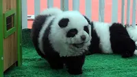 Hewan mirip panda ini ternyata anjing jenis chow yang didandani menyerupai panda. (News.com/Austral International Press Agency)