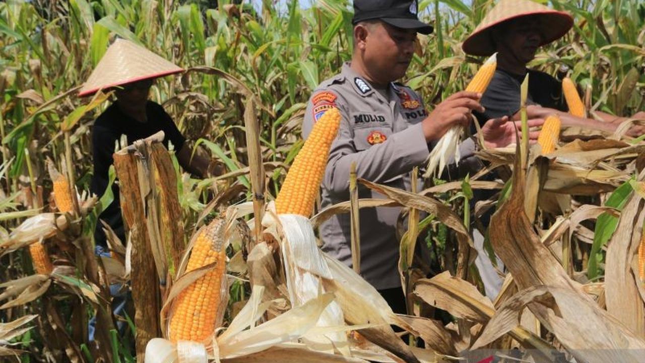 Inovasi Polri Tingkatkan Pertanian: Dari Limbah Jagung hingga Teknologi Modern untuk Ketahanan Pangan