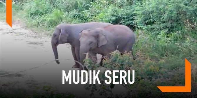 VIDEO: Seru, Mudik sambil Melintasi Kawasan Gajah Liar