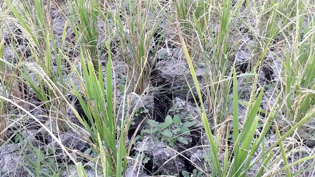 Puluhan hektare sawah di Cingebul, Kecamatan Lumbir, Banyumas gagal panen karena kekurangan air pada kemarau panjang 2019. (Foto: Liputan6.com/Muhamad Ridlo)