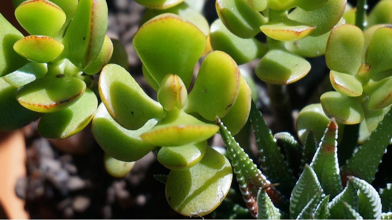 Tanaman Giok atau Jade Plant