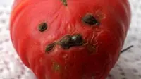 Tomat ini disebut-sebut mirip Hitler. (Metro.co.uk)