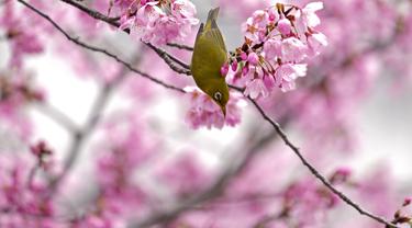 Mata putih Jepang, juga dikenal sebagai Mejiro, meminum nektar bunga sakura di Tokyo, Jepang, Rabu, 23 Maret 2022. Orang-orang di seluruh Jepang merayakan puncak musim melihat bunga sakura minggu ini tanpa pembatasan COVID-19 untuk pertama kalinya dalam dua tahun. (AP Photo/Shuji Kajiyama)