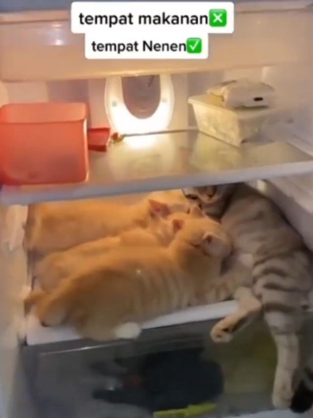 Kucing di Dalam Kulkas