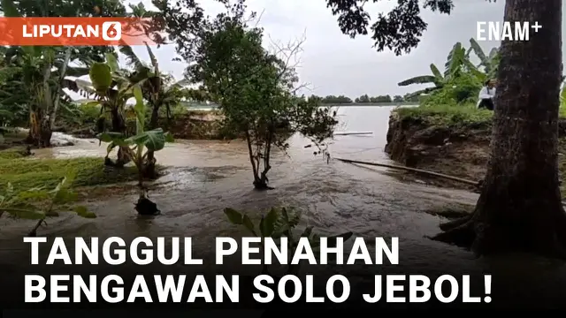 Tanggul Bengawan Solo Jebol, Ratusan Hektar Lahan Sawah di Lamongan Terendam