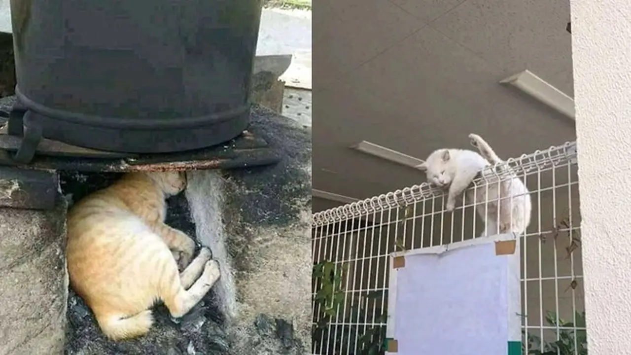 6 Lokasi Kucing Tidur Ini Tidak Biasa, Bikin Geleng Kepala
