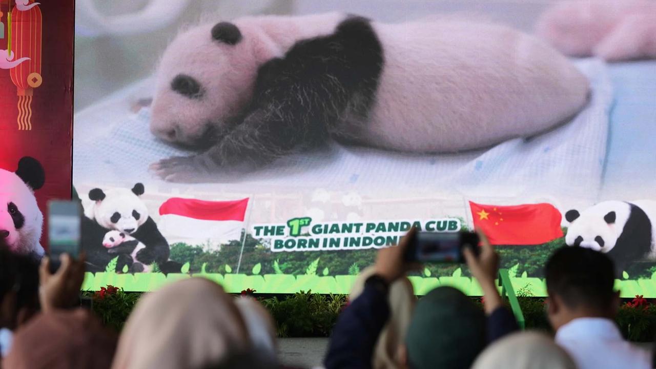 FOTO: Indonesia Catat Sejarah Kelahiran Anak Giant Panda