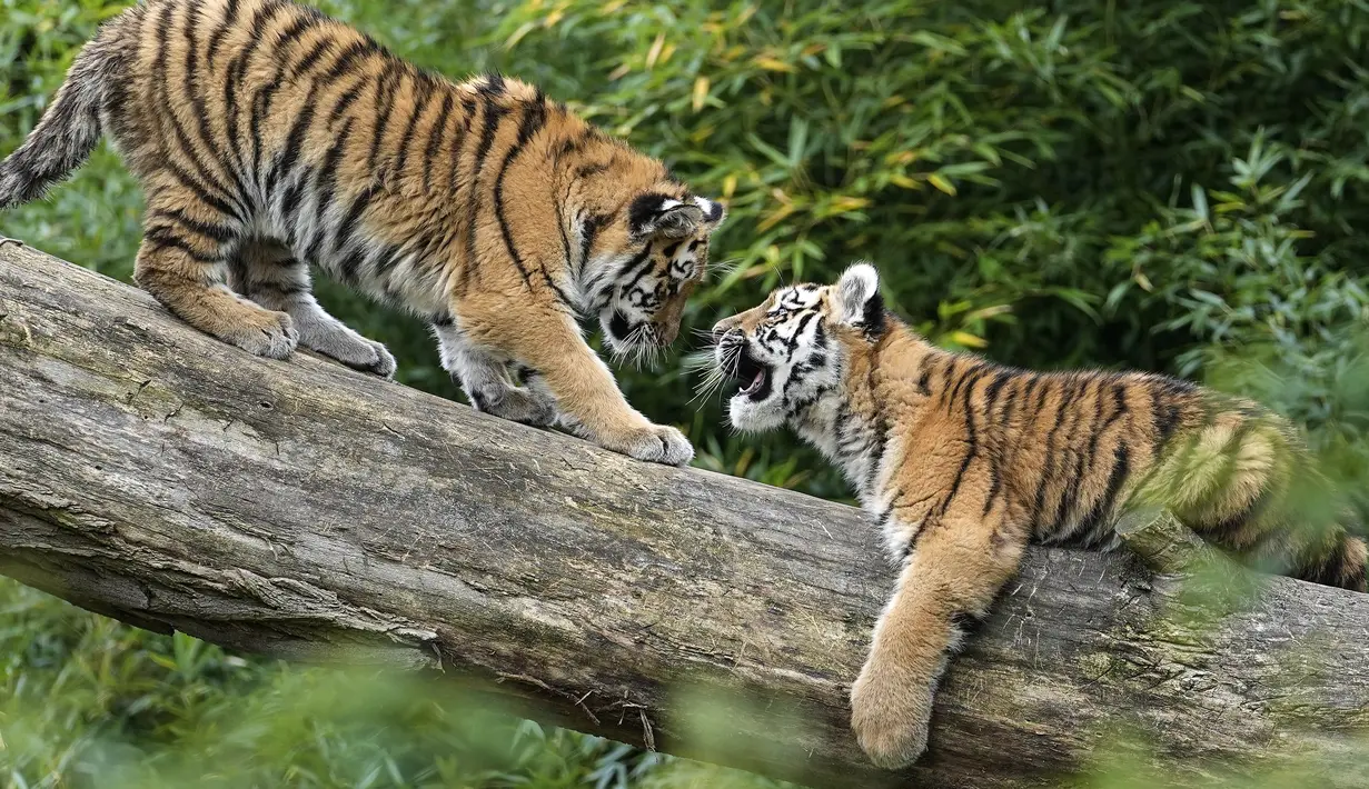 Harimau Siberia kecil Kasimir dan Kalinka bermain di batang pohon di kebun binatang di Duisburg, Jerman, Senin (25/10/2021). Anak harimau kembar lahir pada bulan Mei dan menikmati musim gugur pertama mereka di kandang dekat dengan alam di kebun binatang . (AP Photo/Martin Meissner)