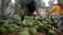 Petani Palestina memisahkan daun dari buah zaitun selama musim panen di kota Gaza pada 5 Oktober 2019. Memanen zaitun dianggap sebagai perayaan bagi warga Palestina dan hari yang menggembirakan bagi para petani di Gaza, serta Palestina pada umumnya. (AP/Hatem Moussa)