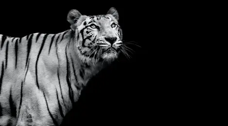 Arti mimpi melihat harimau loreng