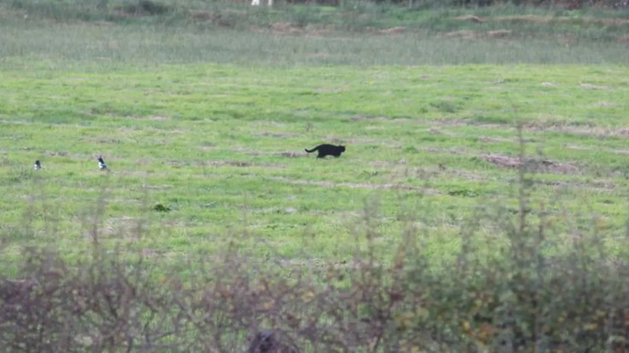 Penampakan diduga black panther atau macan kumbang hitam di dua desa Skotalandia pada pekan lalu. (sumber: Facebook / Kepolisian Divisi Ayrshire)