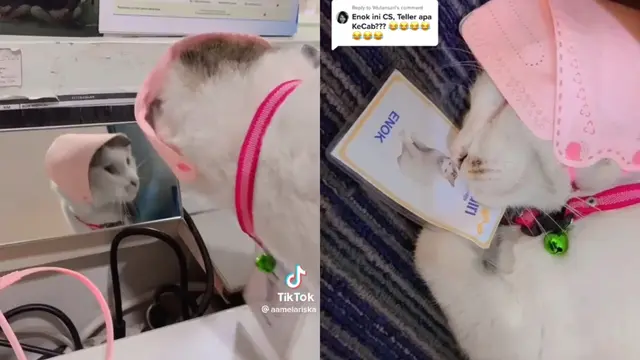 Enok, Kucing yang Jadi Karyawan Bank Mandiri cabang Braga, Bandung. (Sumber: TikTok @enok.mandiri)