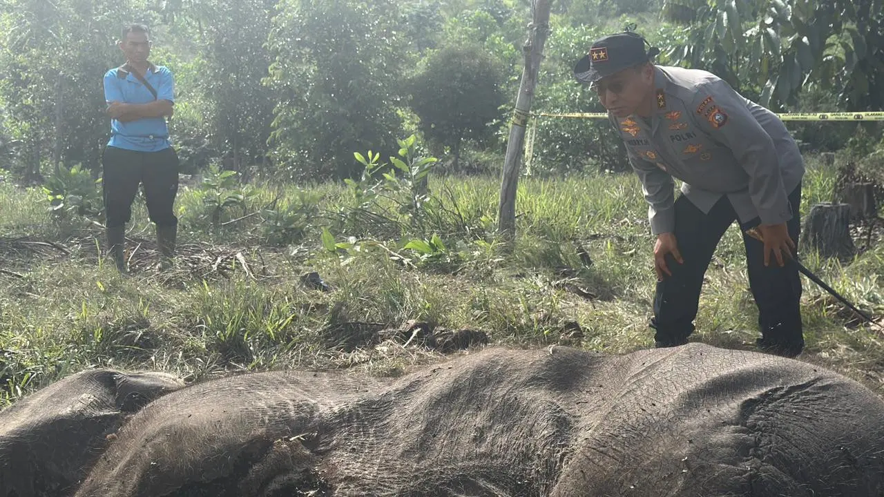 Kapolda Riau Irjen Herry Heryawan turun langsung ke kawasan Taman Nasional Tesso Nilo (TNTN), Kamis (26/2/2026), menyusul penemuan bangkai seekor anak gajah liar di Resort Lancang Kuning, Seksi PTN Wilayah I (Istimewa)