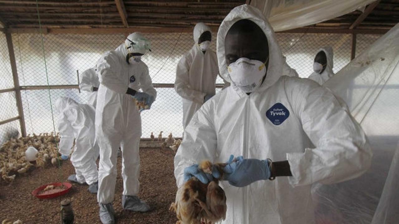 Wabah virus Flu Burung menyebar di Afrika