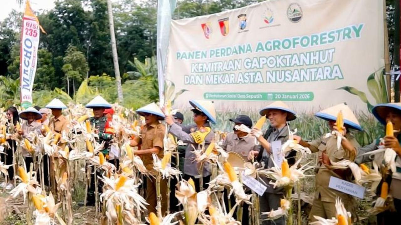 Mekar Asta Nusantara Dorong Pertanian Agroforestri Berkelanjutan, Tingkatkan Ekonomi Petani Jagung Jember