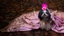 Seekor anjing mengenakan jubah menunggu di belakang panggung untuk New York Pet Fashion Show ke-17 di New York City, Kamis (6/2/2020). Acara ini menampilkan pertunjukan anjing yang berjalan di catwalk dengan kostum yang unik. (Photo by Johannes EISELE / AFP)