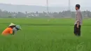 Jokowi tampak turun kesawah dan menghampiri para petani yang sedang menggarap sawah. Jawa Tengah,Jumat (13/6/14) (Liputan6.com/Herman Zakharia)