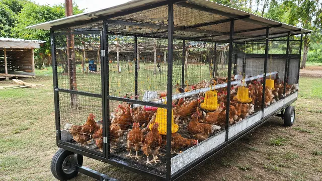 Model Kandang Ayam Sederhana Tapi Terlihat Profesional Seperti Peternak Besar (AI)