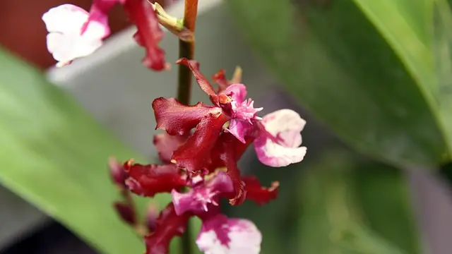 Pengharum Ruangan Alami
