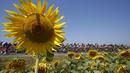 Deretan pebalap sedang berlomba di area pegunungan Pyrenees di Etappe 11 Tour de France yang berjarak 188 km (116.8 miles) di Pau menuju Cauterets di Prancis.  (15/7/2015). (REUTERS/Eric Gaillard)