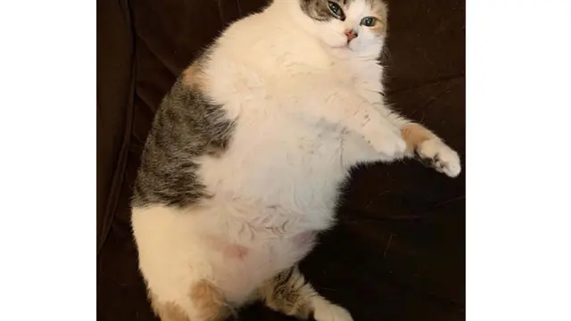 kucing