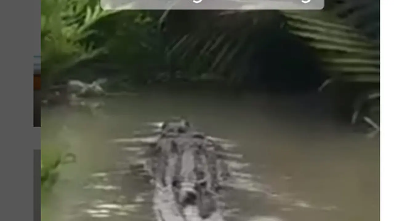 Viral Buaya Raksasa Penghuni Sungai Ratik