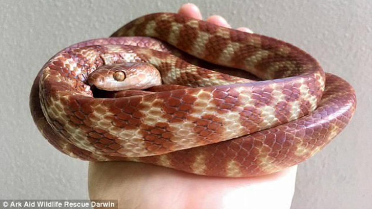 Apakah Ular Pohon Coklat Berbisa? Pahami Fakta, Risiko, dan Pertolongan Pertama