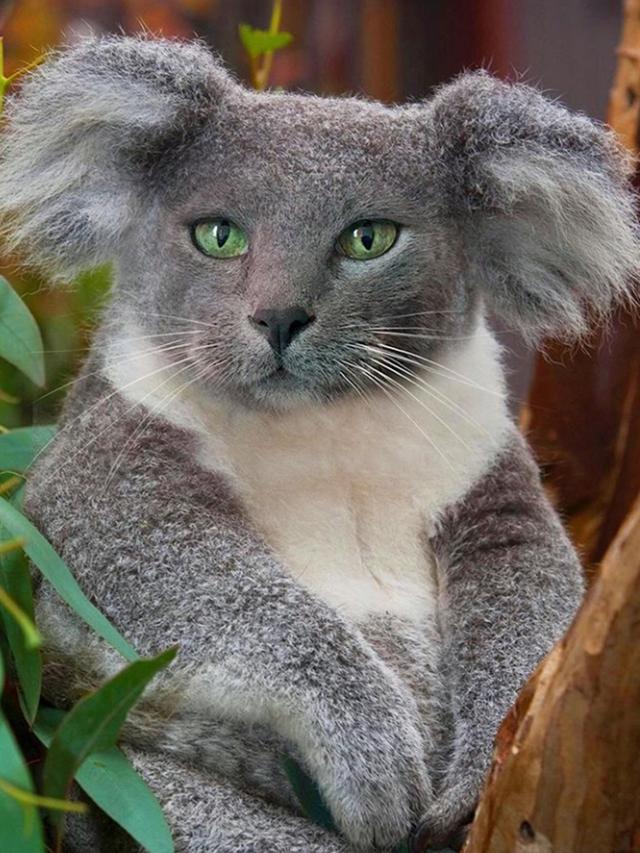 Begini Rupa Kucing Jadi Hewan Lain